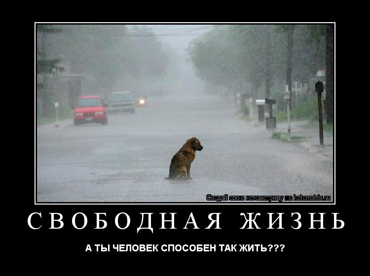 Котоматрица: СВОБОДНАЯ ЖИЗНЬ А ТЫ ЧЕЛОВЕК СПОСОБЕН ТАК ЖИТЬ???