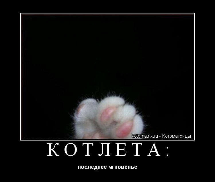 Котоматрица: КОТЛЕТА: последнее мгновенье