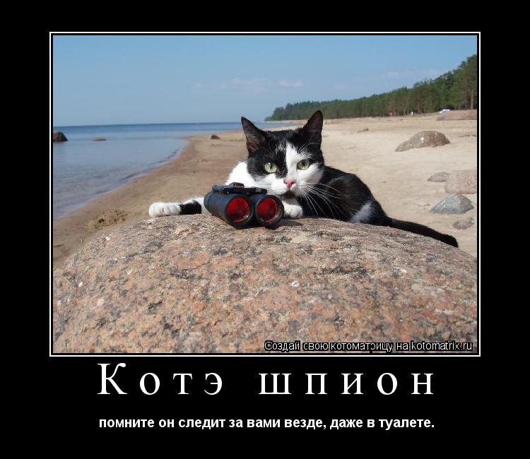 Котэ шпион помните он следит за вами везде, даже в туалете.... Котоматрица: Котэ шпион помните он следит за вами везде, даже в туалете.