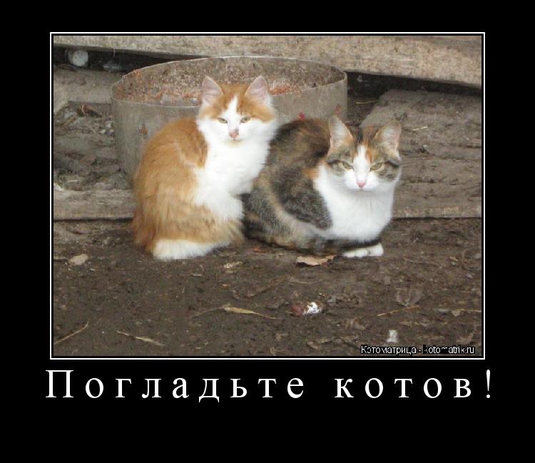 Погладьте котов! ... Котоматрица: Погладьте котов!