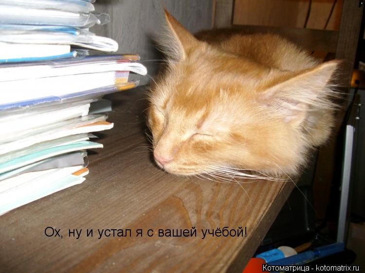 Ох, ну и устал я с вашей учёбой!... Котоматрица: Ох, ну и устал я с вашей учёбой!