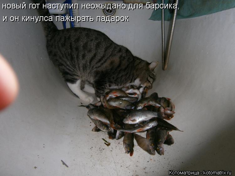 новый гот наступил неожыдано для барсика, и он кинулса пажырать падарок... Котоматрица: новый гот наступил неожыдано для барсика, и он кинулса пажырать падарок