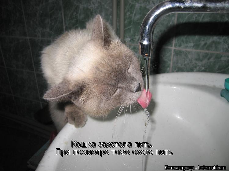 Кошка захотела пить. Кошка захотела пить. При посмотре тоже охото пить При посмотре тоже охото пить... Котоматрица: Кошка захотела пить. Кошка захотела пить. При посмотре тоже охото пить При посмотре тоже охото пить
