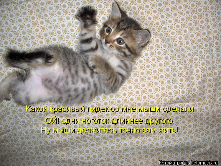 Котоматрица: Какой красивый пидекюр мне мыши сделали.  ОЙ! одни ноготок длиннее другого. Ну мыши держитесь точно вам жить!