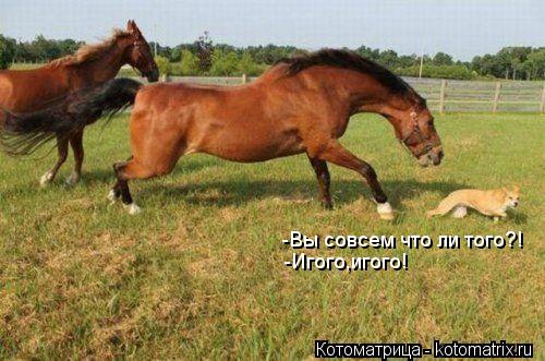 -Вы совсем что ли того?! -Игого,игого!... Котоматрица: -Вы совсем что ли того?! -Игого,игого!