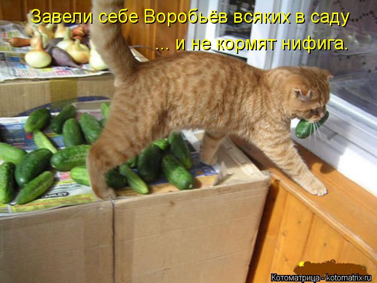 Завели себе Воробьёв всяких в саду ... и не кормят нифига.... Котоматрица: Завели себе Воробьёв всяких в саду ... и не кормят нифига.