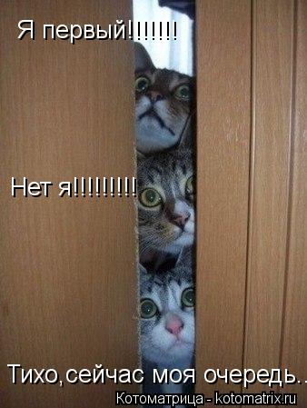 Я первый!!!!!!! Нет я!!!!!!!!! Тихо,сейчас моя очередь...... Котоматрица: Я первый!!!!!!! Нет я!!!!!!!!! Тихо,сейчас моя очередь...