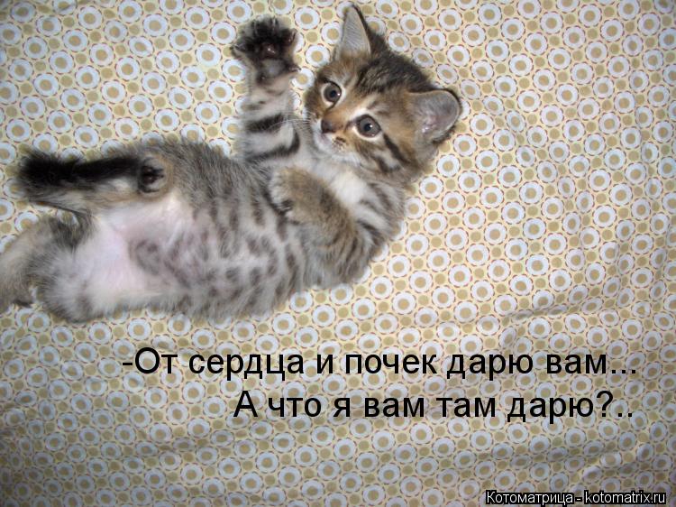Котоматрица: -От сердца и почек дарю вам... А что я вам там дарю?..
