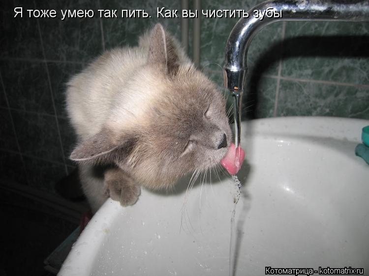Я тоже умею так пить. Как вы чистить зубы... Котоматрица: Я тоже умею так пить. Как вы чистить зубы