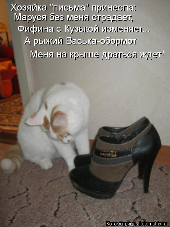 Котоматрица: Хозяйка "письма" принесла: Маруся без меня страдает, Фифина с Кузькой изменяет... А рыжий Васька-обормот Меня на крыше драться ждет!