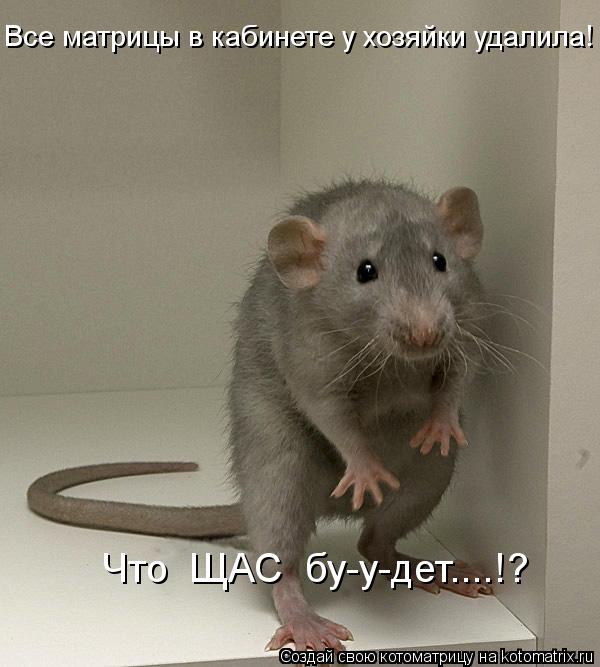Котоматрица: Все матрицы в кабинете у хозяйки удалила! Что  ЩАС  бу-у-дет....!?