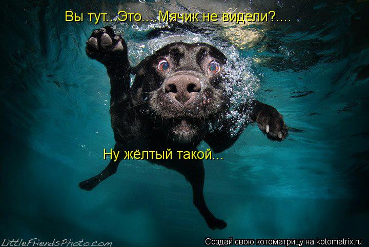 Вы тут...Это....Мячик не видели?.... Ну жёлтый такой...... Котоматрица: Вы тут...Это....Мячик не видели?.... Ну жёлтый такой...