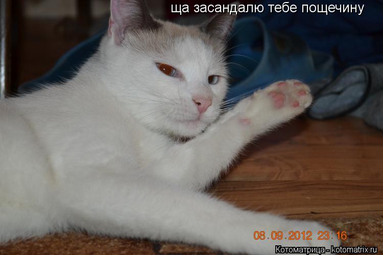 ща засандалю тебе пощечину... Котоматрица: ща засандалю тебе пощечину