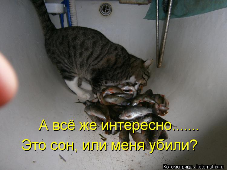 А всё же интересно....... Это сон, или меня убили?... Котоматрица: А всё же интересно....... Это сон, или меня убили?