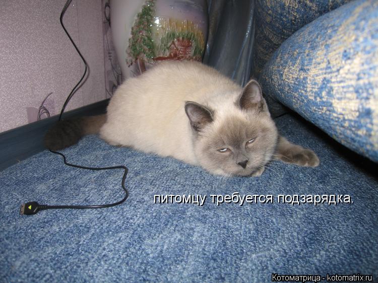 Котоматрица: питомцу требуется подзарядка.