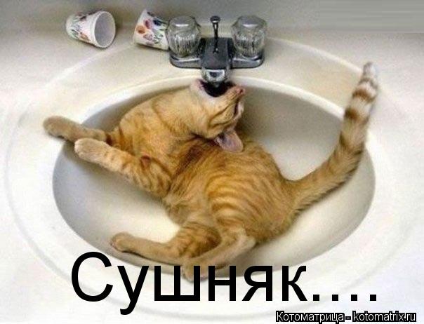 Сушняк....... Котоматрица: Сушняк....