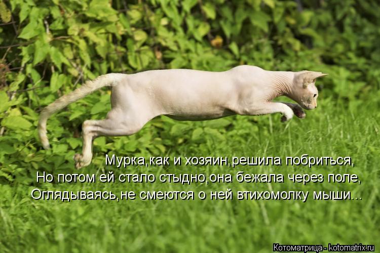 Мурка,как и хозяин,решила побриться, Но потом ей стало стыдно,она бежала через поле, Оглядываясь,не с... Котоматрица: Мурка,как и хозяин,решила побриться, Но потом ей стало стыдно,она бежала через поле, Оглядываясь,не смеются о ней втихомолку мыши...