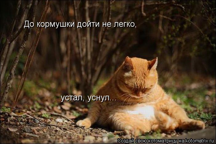 До кормушки дойти не легко, устал, уснул...... Котоматрица: До кормушки дойти не легко, устал, уснул...