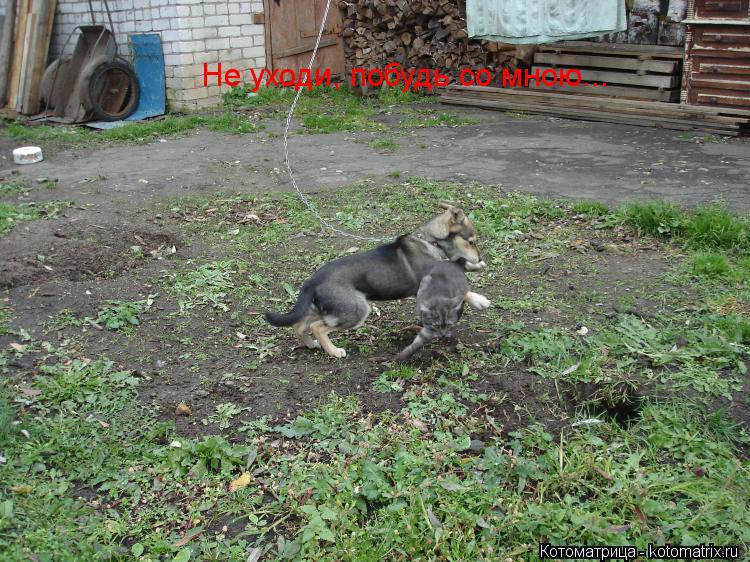 Не уходи, побудь со мною...... Котоматрица: Не уходи, побудь со мною...