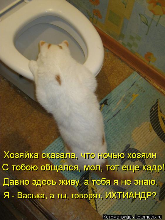 Хозяйка сказала, что ночью хозяин С тобою общался, мол, тот еще кадр! Давно здесь живу, а тебя я не з... Котоматрица: Хозяйка сказала, что ночью хозяин С тобою общался, мол, тот еще кадр! Давно здесь живу, а тебя я не знаю, Я - Васька, а ты, говорят, ИХТИАНДР?