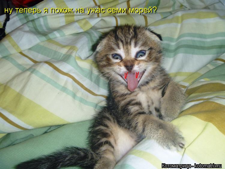 l l / / ну теперь я похож на ужас семи морей?... Котоматрица: l l / / ну теперь я похож на ужас семи морей?