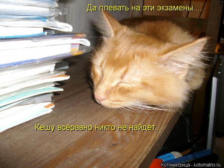 Да плевать на эти экзамены.... Кешу всёравно никто не найдёт...... Котоматрица: Да плевать на эти экзамены.... Кешу всёравно никто не найдёт...