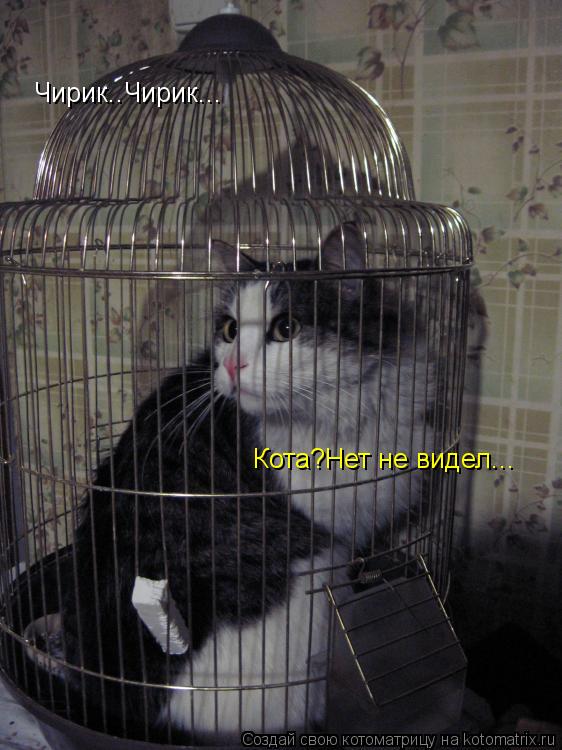 Чирик..Чирик... Кота?Нет не видел...... Котоматрица: Чирик..Чирик... Кота?Нет не видел...