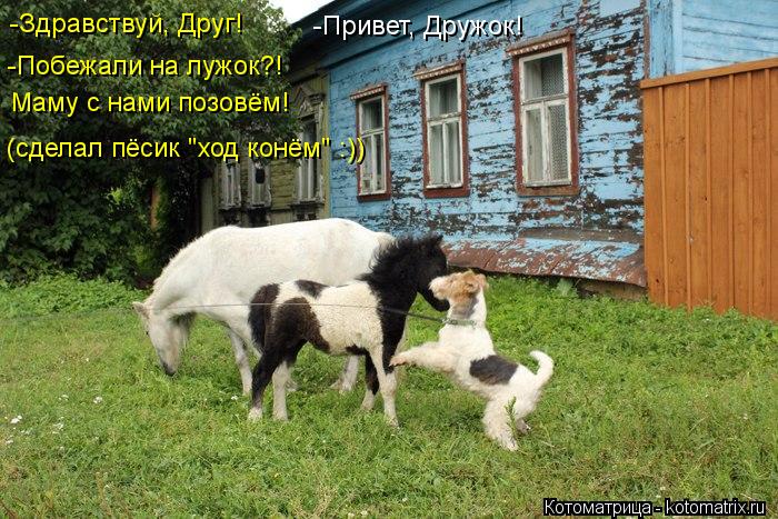 -Здравствуй, Друг! -Побежали на лужок?! Маму с нами позовём! (сделал пёсик "ход конём" :)) -Привет, Д... Котоматрица: -Здравствуй, Друг! -Побежали на лужок?! Маму с нами позовём! (сделал пёсик "ход конём" :)) -Привет, Дружок!