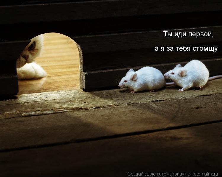 Котоматрица: Ты иди первой, а я за тебя отомщу!