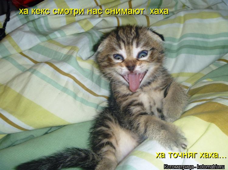 ха кекс смотри нас снимают хаха ха точняг хаха...... Котоматрица: ха кекс смотри нас снимают хаха ха точняг хаха...