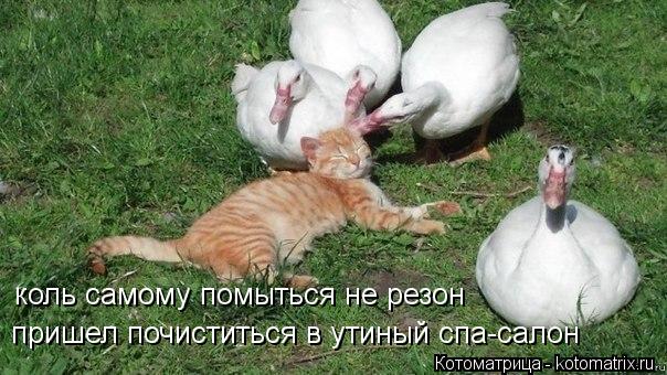 коль самому помыться не резон пришел почиститься в утиный спа-салон... Котоматрица: коль самому помыться не резон пришел почиститься в утиный спа-салон