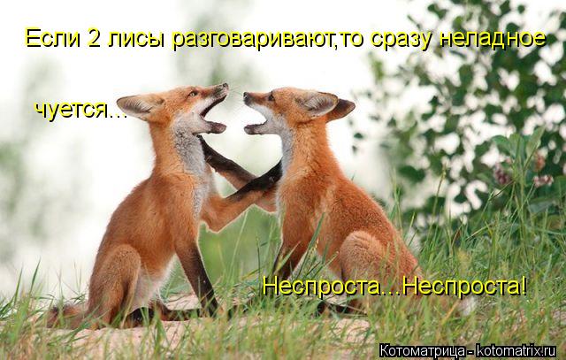 Котоматрица: Если 2 лисы разговаривают,то сразу неладное чуется... Неспроста...Неспроста!