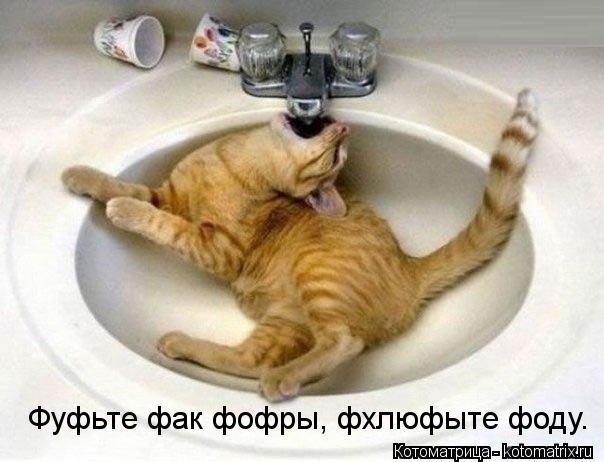 Котоматрица: Фуфьте фак фофры, фхлюфыте фоду.
