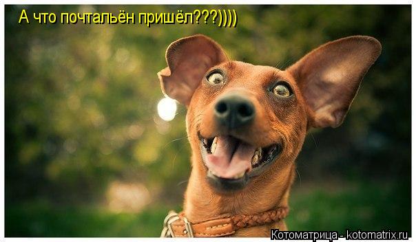 А что почтальён пришёл???))))... Котоматрица: А что почтальён пришёл???))))