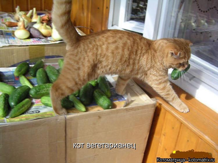 кот вегетарианец... Котоматрица: кот вегетарианец