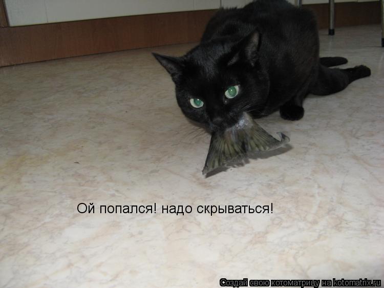 Котоматрица: Ой попался! надо скрываться!