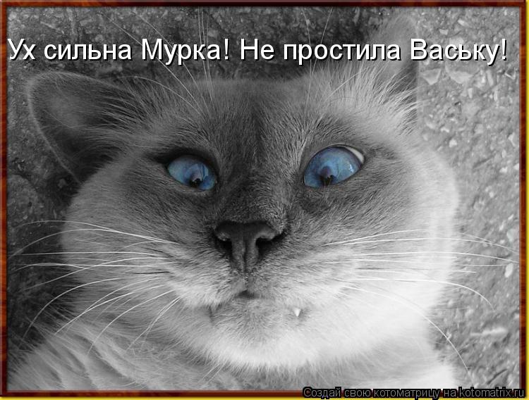 Ух сильна Мурка! Не простила Ваську!... Котоматрица: Ух сильна Мурка! Не простила Ваську!