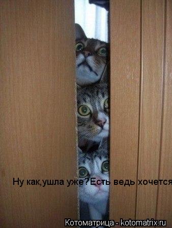 Ну как,ушла уже?Есть ведь хочется!... Котоматрица: Ну как,ушла уже?Есть ведь хочется!