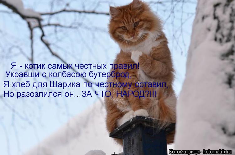 Котоматрица: Я - котик самых честных правил! Укравши с колбасою бутерброд, Я хлеб для Шарика по-честному оставил, Но разозлился он...ЗА ЧТО, НАРОД?!!!