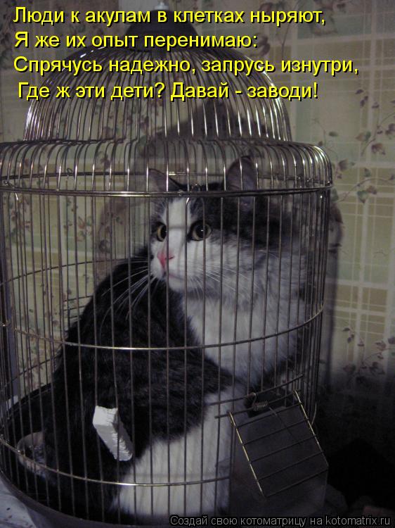 Люди к акулам в клетках ныряют, Я же их опыт перенимаю: Спрячусь надежно, запрусь изнутри, Где ж эти ... Котоматрица: Люди к акулам в клетках ныряют, Я же их опыт перенимаю: Спрячусь надежно, запрусь изнутри, Где ж эти дети? Давай - заводи!