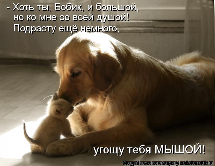 Котоматрица: - Хоть ты, Бобик, и большой, но ко мне со всей душой! Подрасту ещё немного, угощу тебя МЫШОЙ!