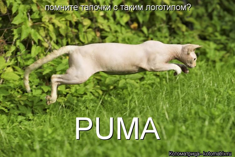 Котоматрица: PUMA помните тапочки с таким логотипом?