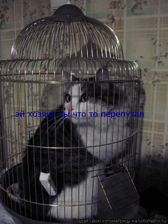 Котоматрица: эй хозяин ты что то перепутал