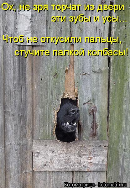 Ох, не зря торчат из двери эти зубы и усы... Чтоб не откусили пальцы, стучите палкой колбасы!... Котоматрица: Ох, не зря торчат из двери эти зубы и усы... Чтоб не откусили пальцы, стучите палкой колбасы!