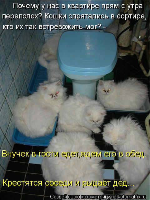Почему у нас в квартире прям с утра переполох? Кошки спрятались в сортире, кто их так встревожить м... Котоматрица: Почему у нас в квартире прям с утра переполох? Кошки спрятались в сортире, кто их так встревожить мог? - Внучек в гости едет,ждем его в обед.