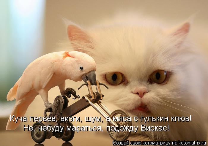 Куча перьев, визги, шум, а мяса с гулькин клюв! Не, небуду мараться, подожду Вискас!... Котоматрица: Куча перьев, визги, шум, а мяса с гулькин клюв! Не, небуду мараться, подожду Вискас!