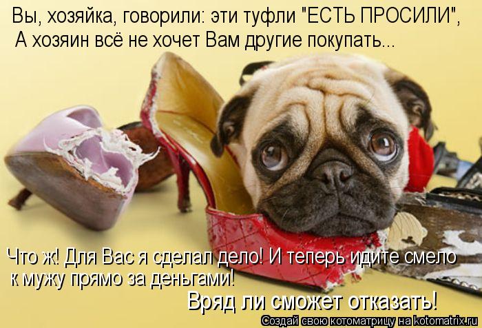 Вы, хозяйка, говорили: эти туфли "ЕСТЬ ПРОСИЛИ", А хозяин всё не хочет Вам другие покупать... Что ж! ... Котоматрица: Вы, хозяйка, говорили: эти туфли "ЕСТЬ ПРОСИЛИ", А хозяин всё не хочет Вам другие покупать... Что ж! Для Вас я сделал дело! И теперь идите смело к