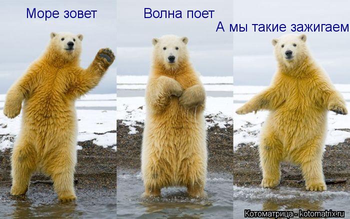 Море зовет Волна поет А мы такие зажигаем!... Котоматрица: Море зовет Волна поет А мы такие зажигаем!