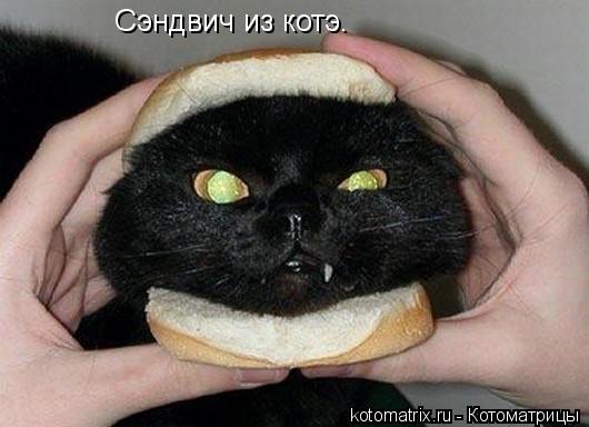 Сэндвич из котэ.... Котоматрица: Сэндвич из котэ.