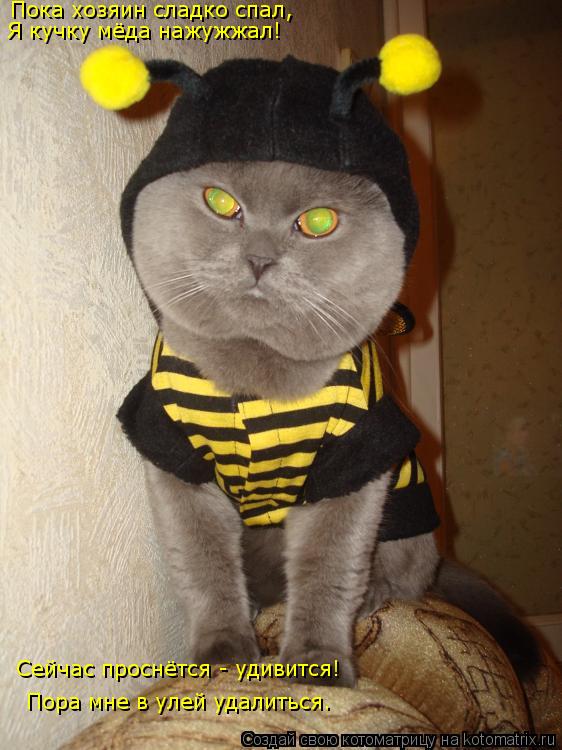 Котоматрица: Пока хозяин сладко спал, Я кучку мёда нажужжал! Сейчас проснётся - удивится! Пора мне в улей удалиться.